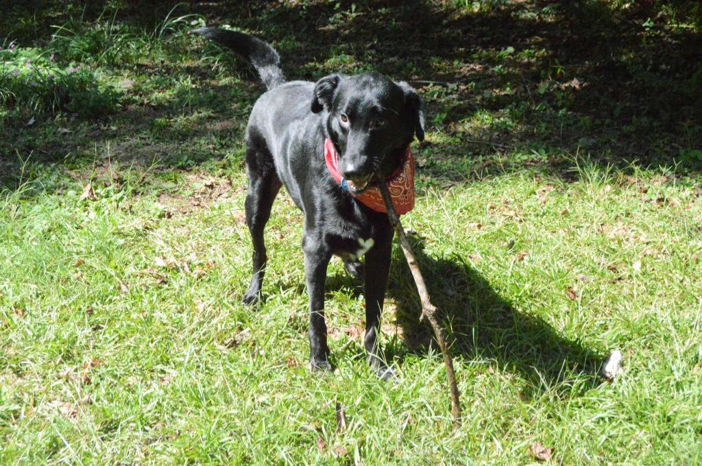 Enlarge Rex In Foster, a Adoptable mixed breed in Danielsville, GA image 6/6