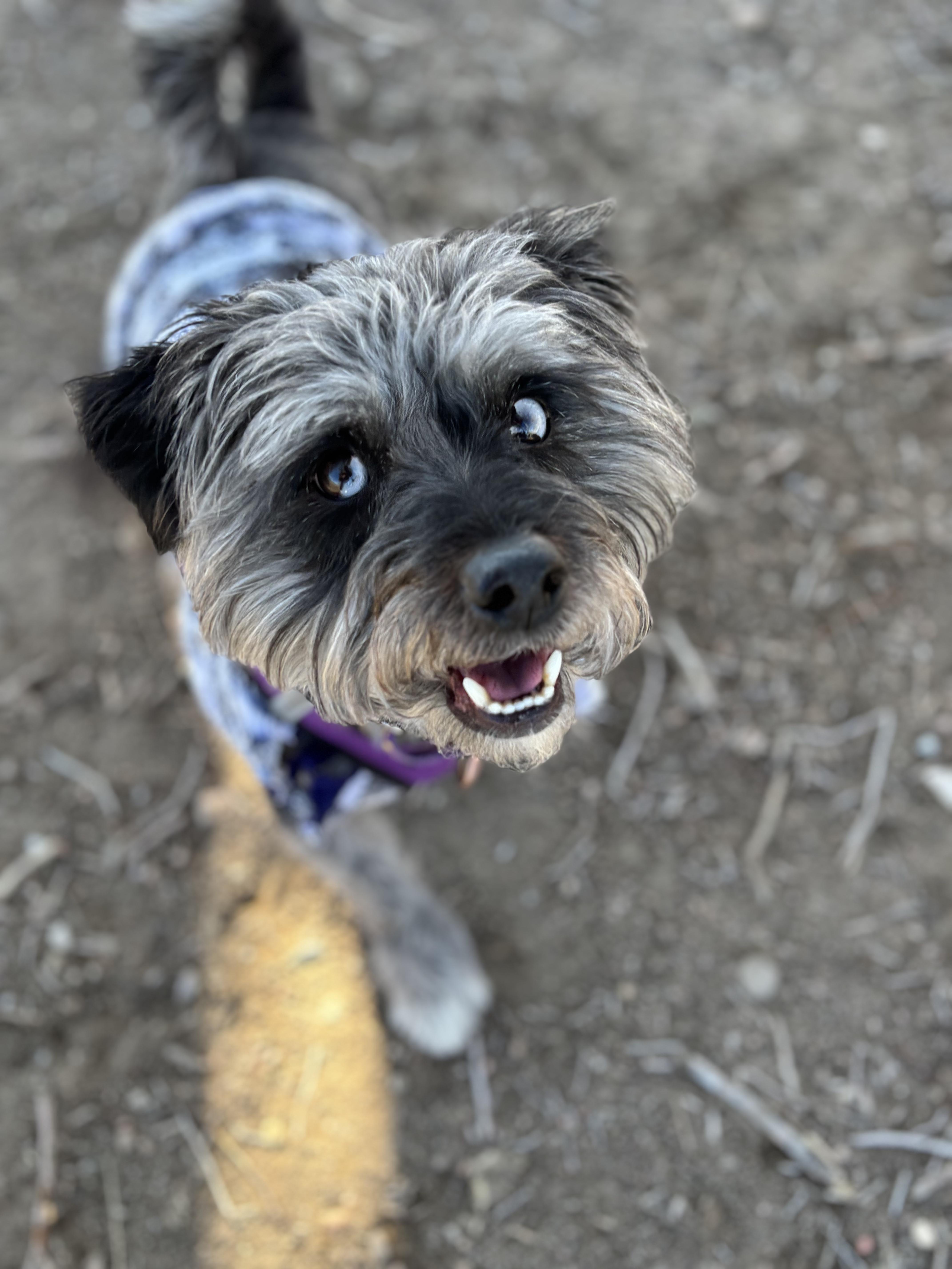 Enlarge Benji Boy, a ADOPTABLE mixed breed in Pueblo, CO image 2/5