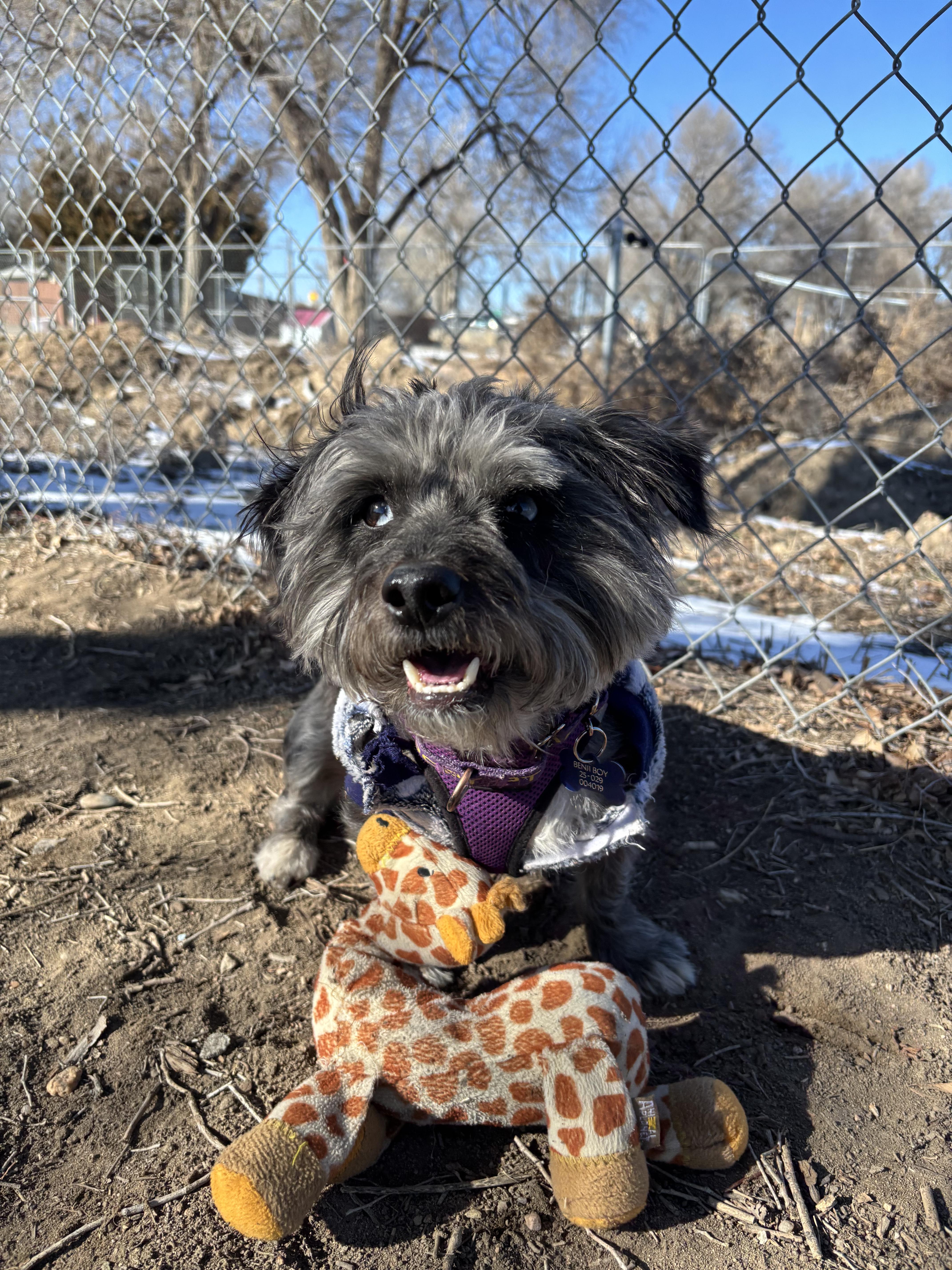 Enlarge Benji Boy, a ADOPTABLE mixed breed in Pueblo, CO image 3/5