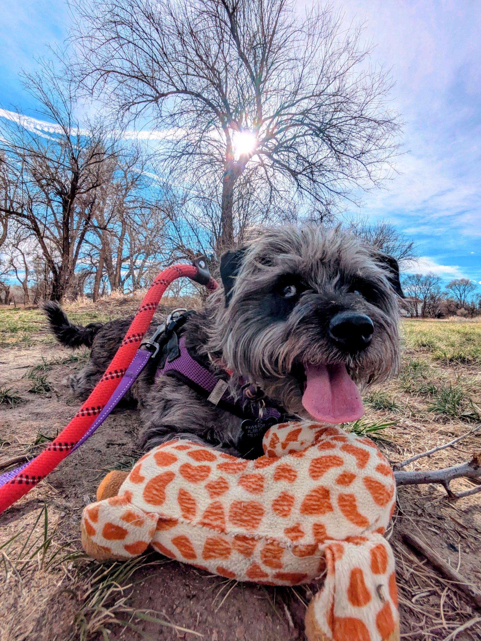 Benji Boy, ADOPTABLE, Adult Male Terrier.