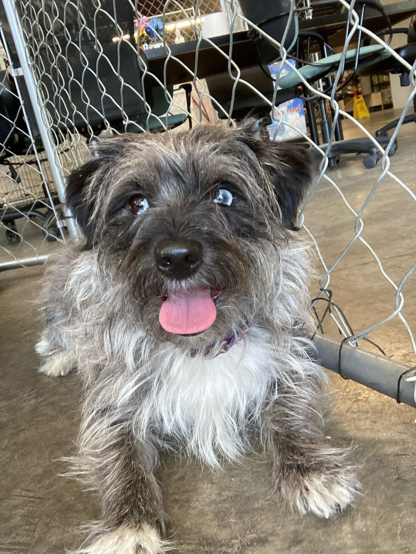 Enlarge Benji Boy, a ADOPTABLE mixed breed in Pueblo, CO image 4/5