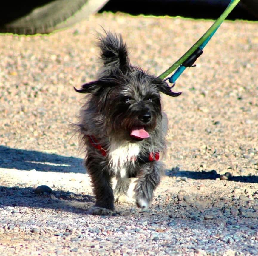 Enlarge Benji Boy, a ADOPTABLE mixed breed in Pueblo, CO image 5/5