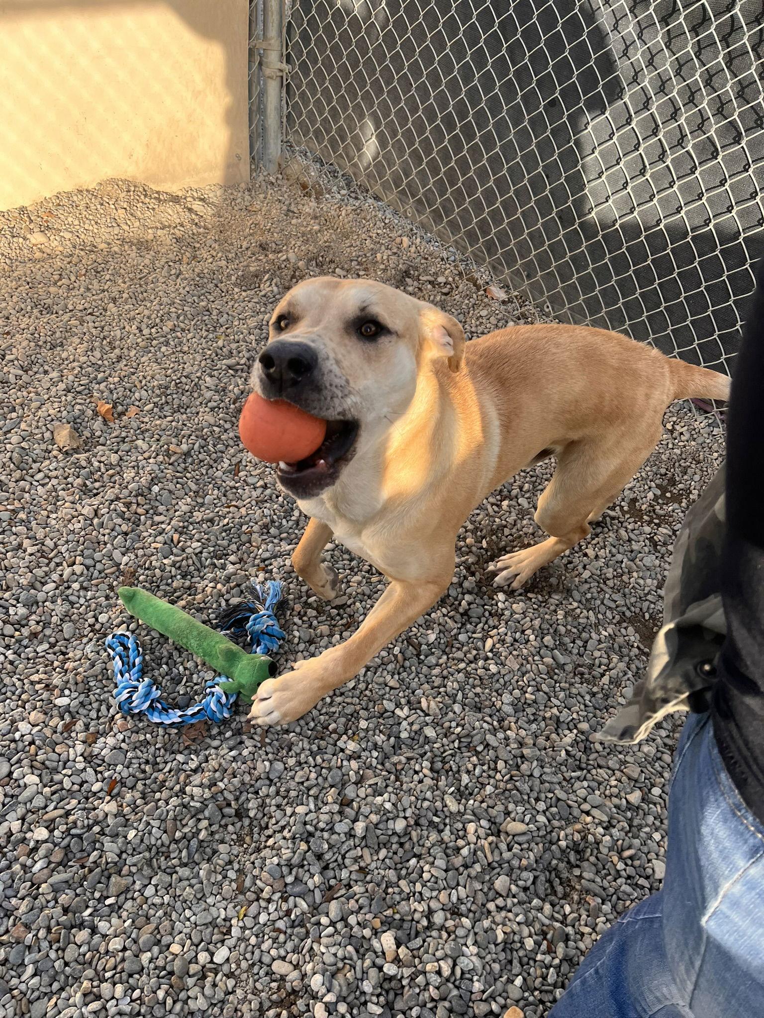 Enlarge Sprinkles, a Adoptable Mixed Breed in Emmett, ID image 1/4