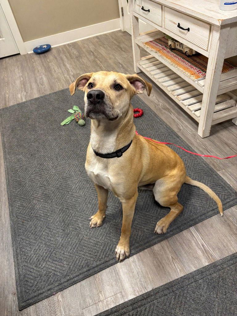 Enlarge Sprinkles, a Adoptable Mixed Breed in Emmett, ID image 2/4