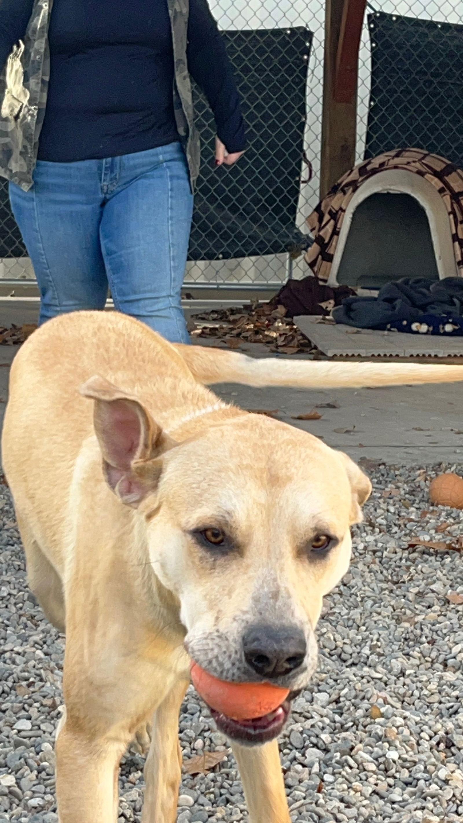 Enlarge Sprinkles, a Adoptable Mixed Breed in Emmett, ID image 3/4