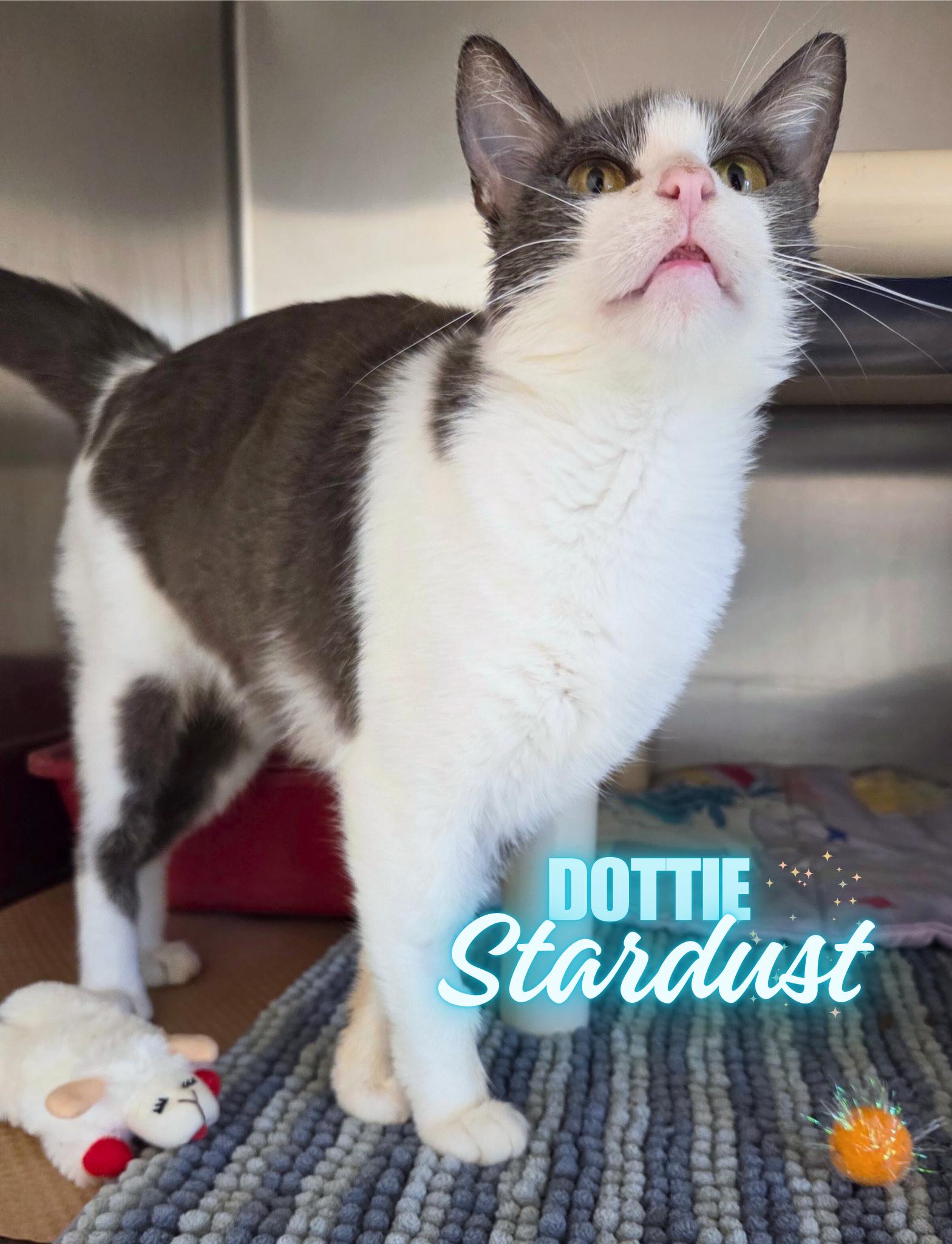 Dottie Stardust, Adoptable, Adult Female Domestic Short Hair.