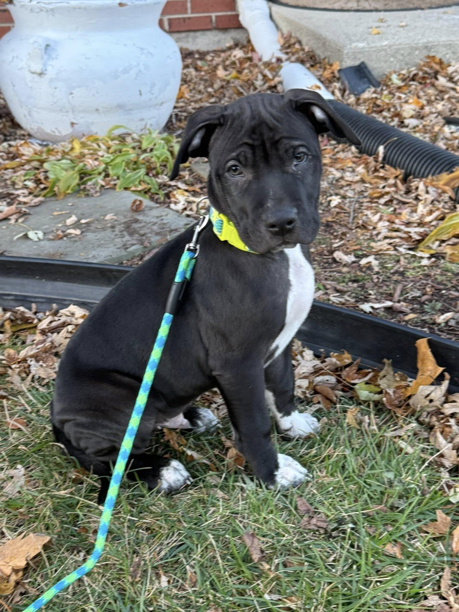 Shadow, a Adoptable Pit Bull Terrier in Niles, IL image 1/5