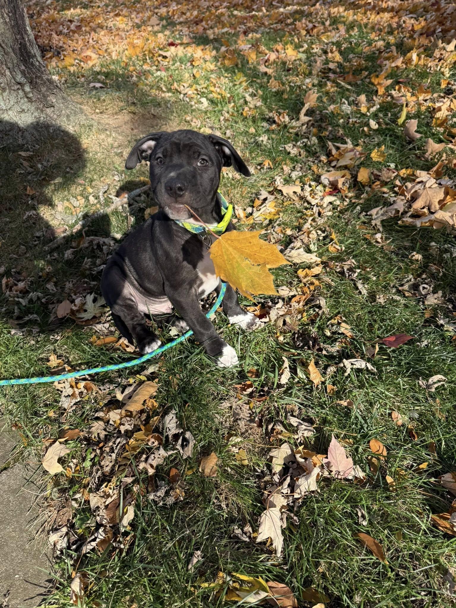 Shadow, a Adoptable Pit Bull Terrier in Niles, IL image 4/5