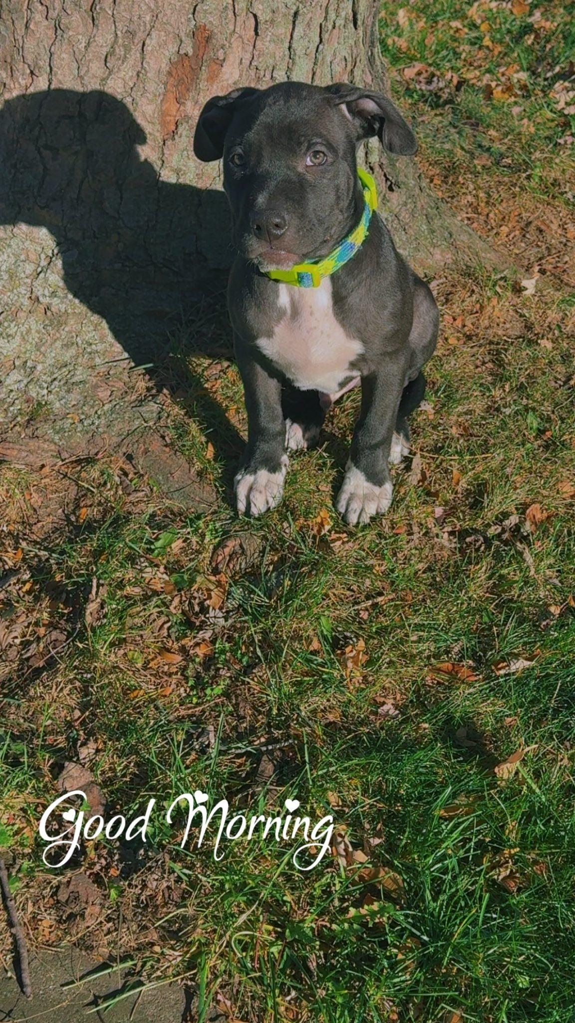 Shadow, a Adoptable Pit Bull Terrier in Niles, IL image 5/5