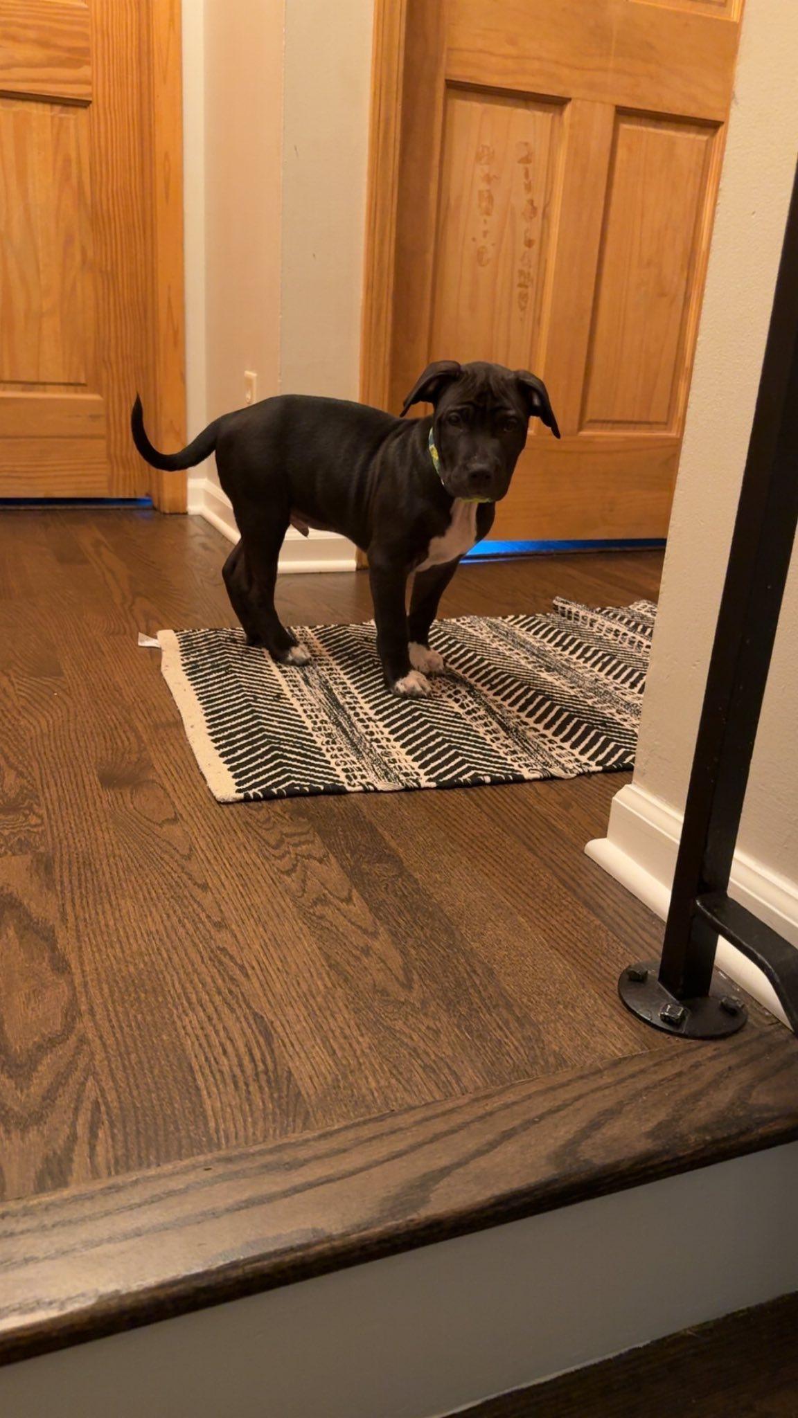 Shadow, a Adoptable Pit Bull Terrier in Niles, IL image 3/5