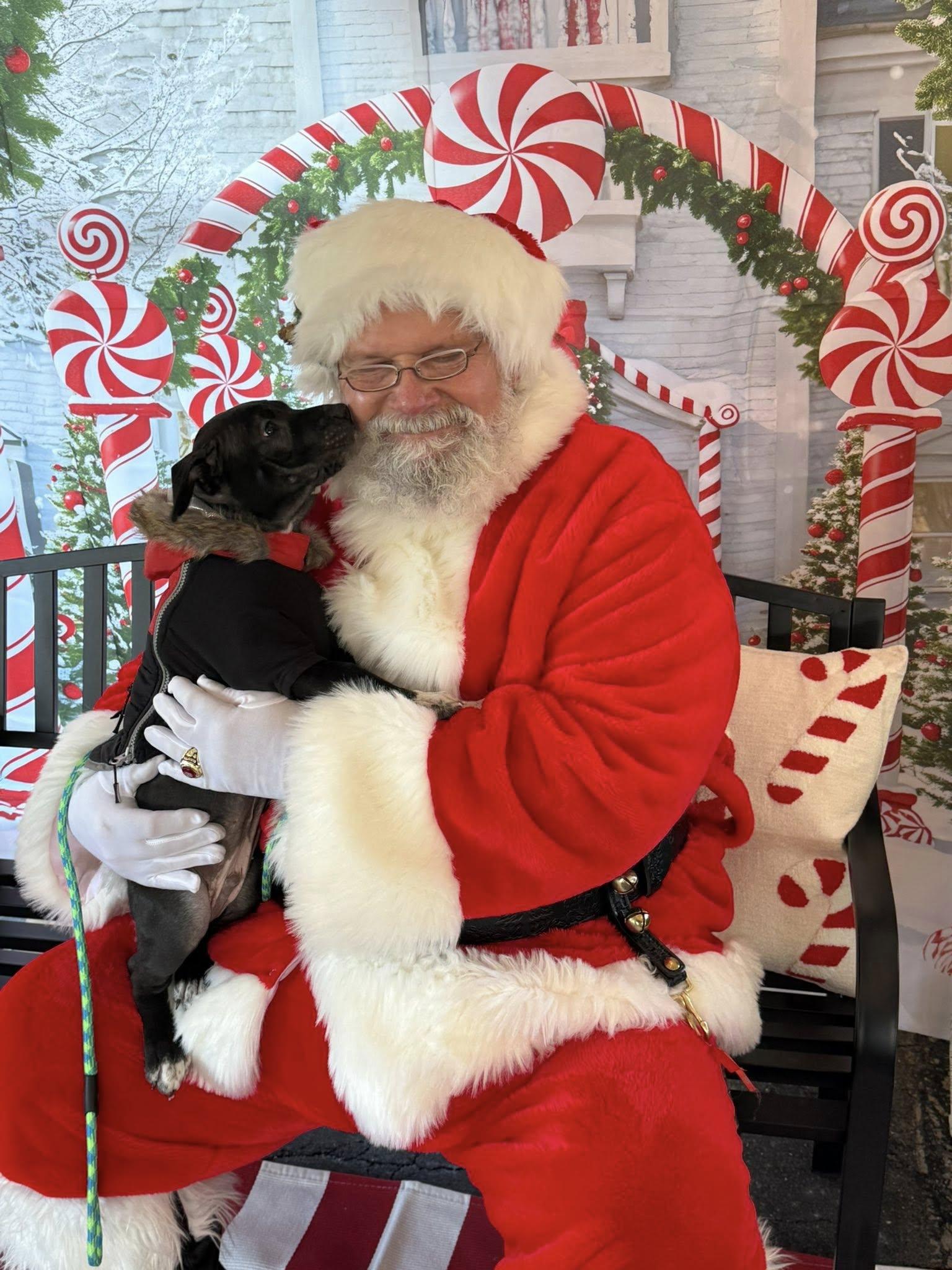 Shadow, a Adoptable Pit Bull Terrier in Niles, IL image 2/5