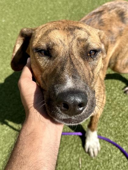 Enlarge Tyson the Tiger, a Adoptable mixed breed in Wichita, KS image 1/3