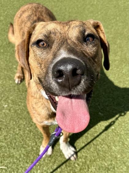 Enlarge Tyson the Tiger, a Adoptable mixed breed in Wichita, KS image 2/3