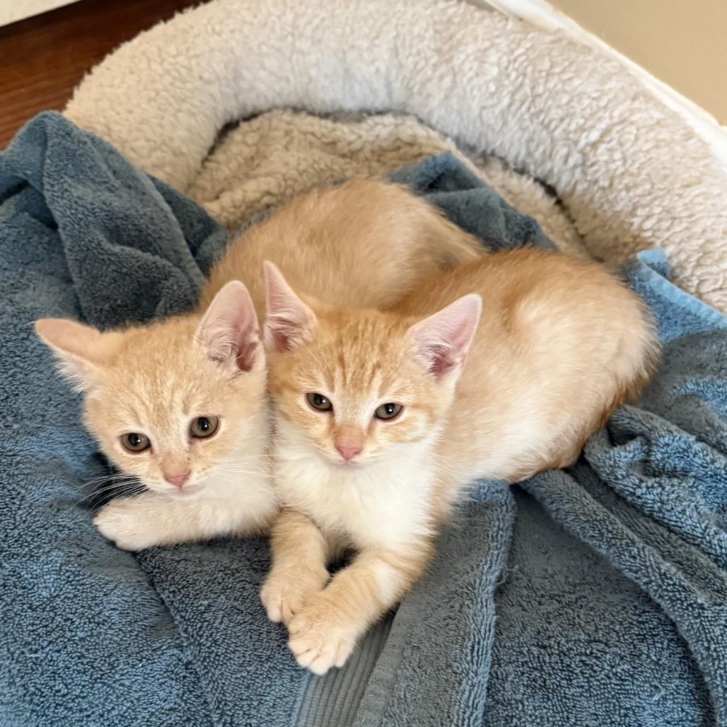 Marlin — thumbnail 2