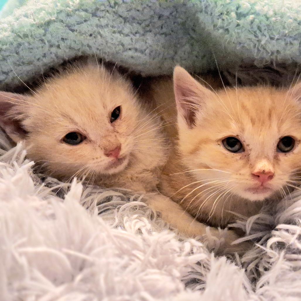 Marlin — thumbnail 3