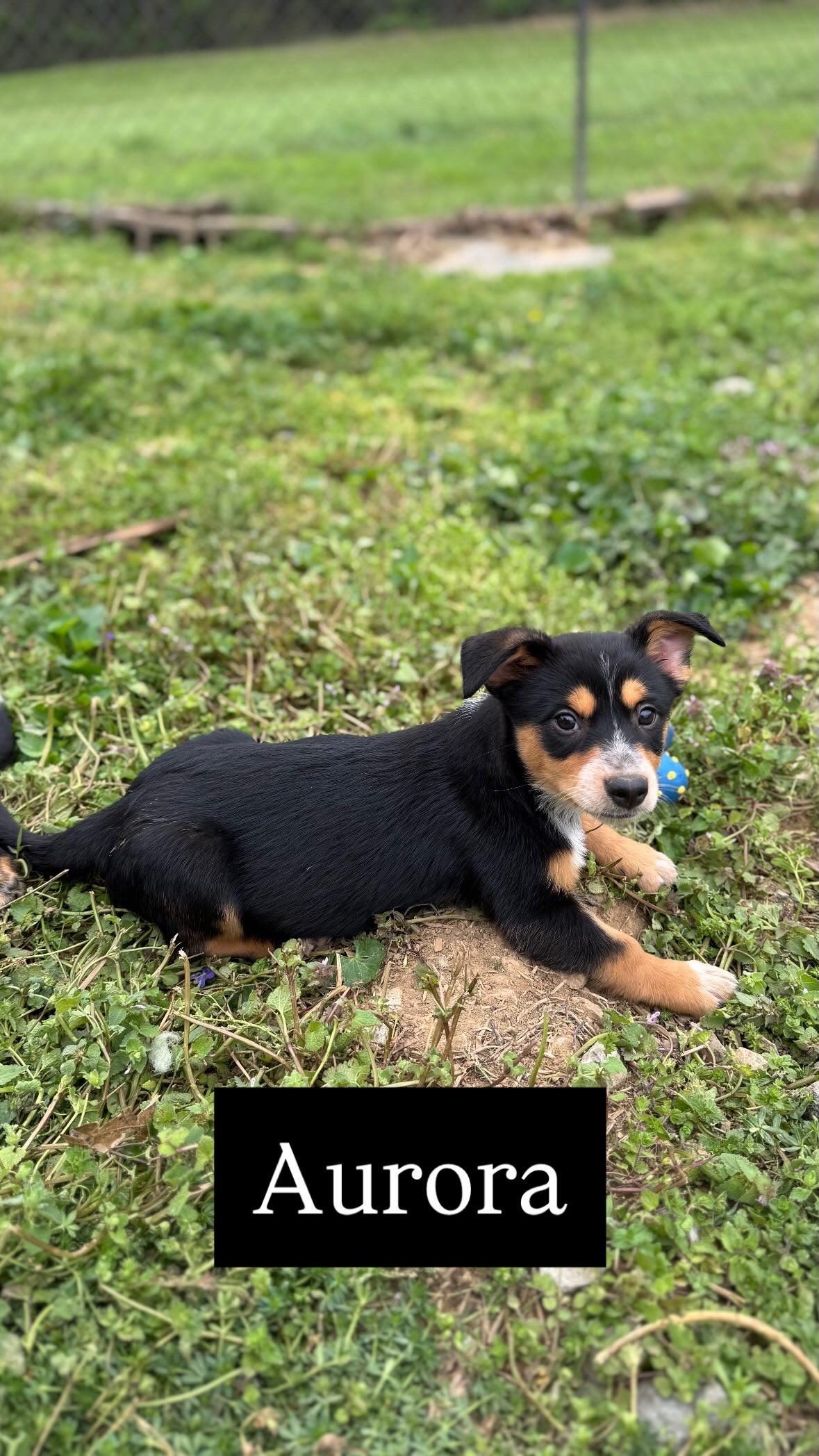 Aurora, Adoptable, Puppy Female Australian Cattle Dog / Blue Heeler & Pembroke Welsh Corgi.