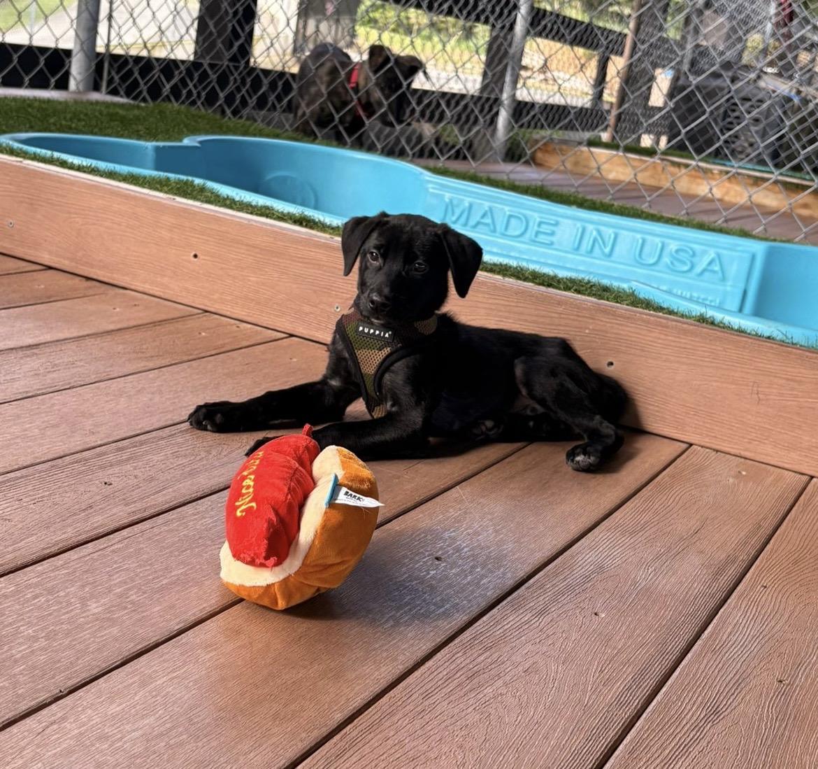 Enlarge Canyon, a Adoptable mixed breed in Sherborn, MA image 2/4