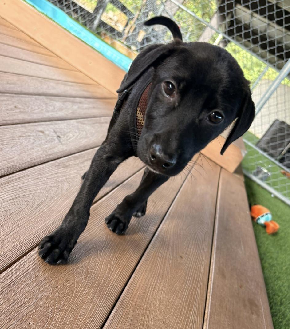 Enlarge Canyon, a Adoptable mixed breed in Sherborn, MA image 4/4