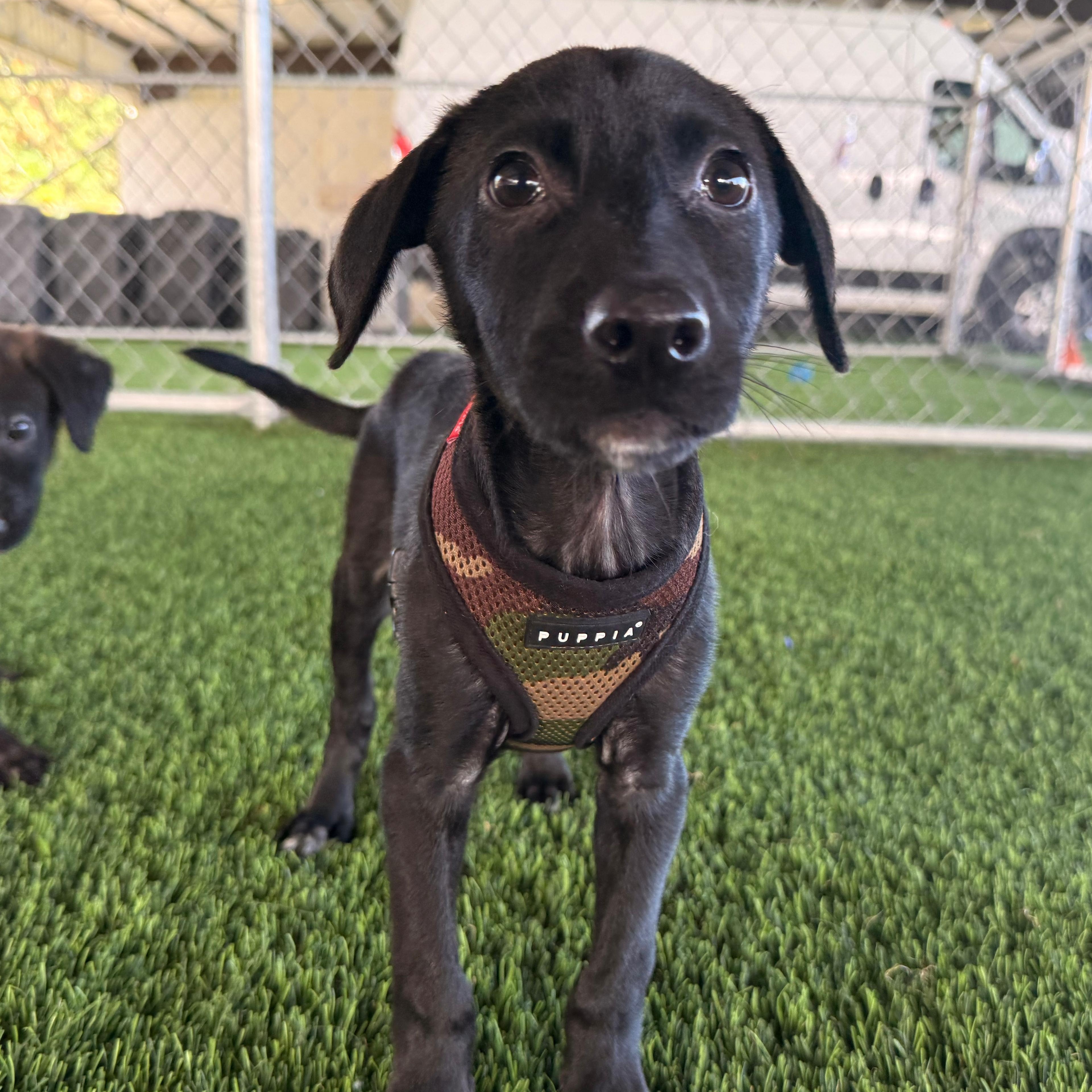 Enlarge Canyon, a Adoptable mixed breed in Sherborn, MA image 1/4