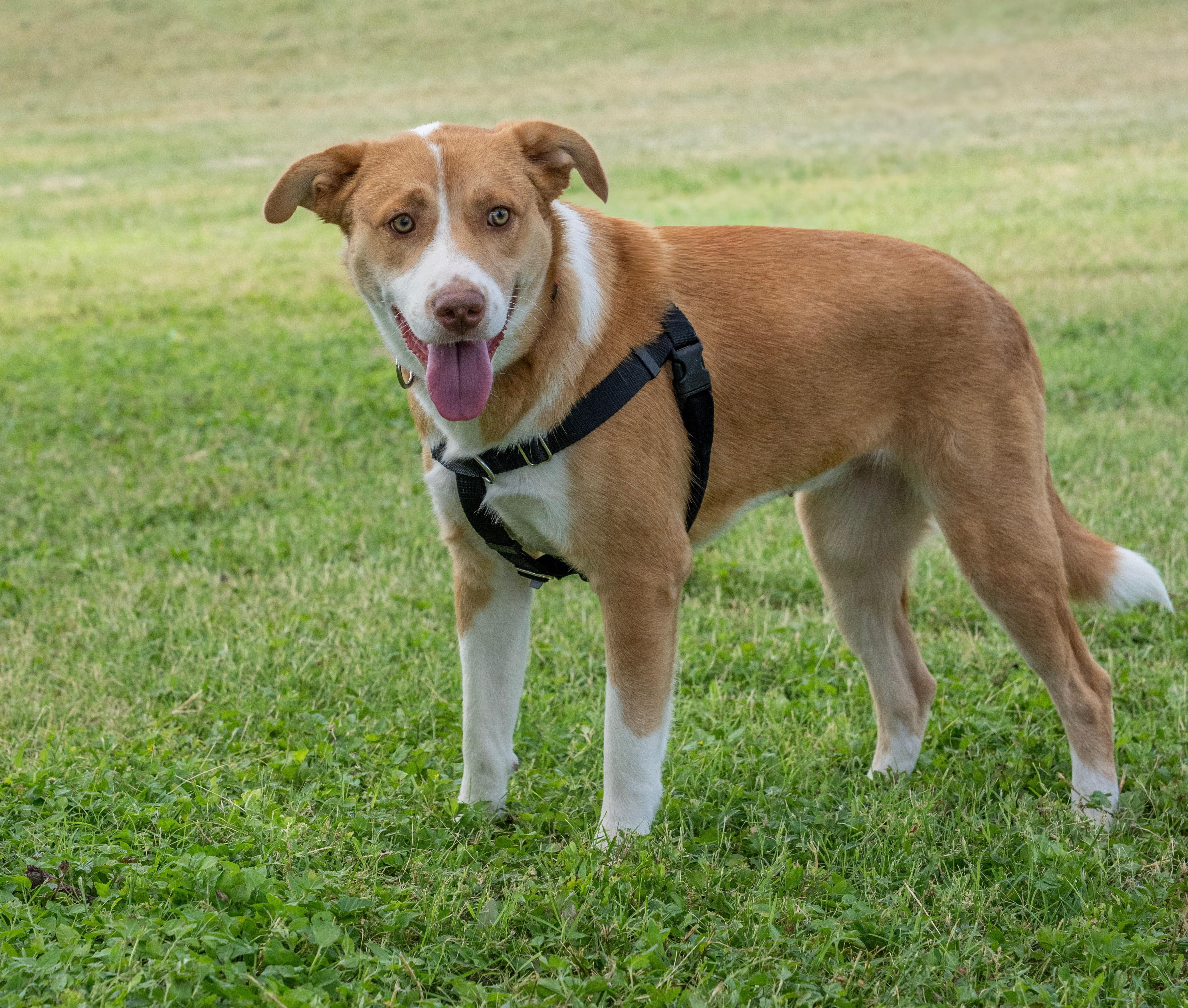 Hope, Adoptable, Puppy Female Labrador Retriever & Husky.