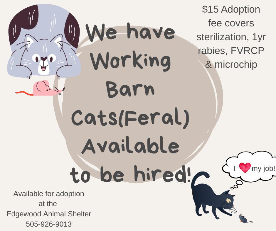 Enlarge Feral Cat in need of work , a ADOPTABLE mixed breed in Edgewood, NM image 1/1