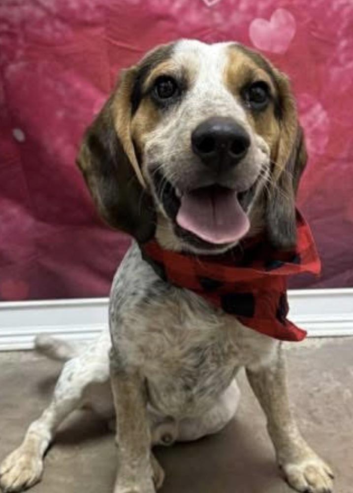 Bandit, Adoptable, Adult Male Beagle.