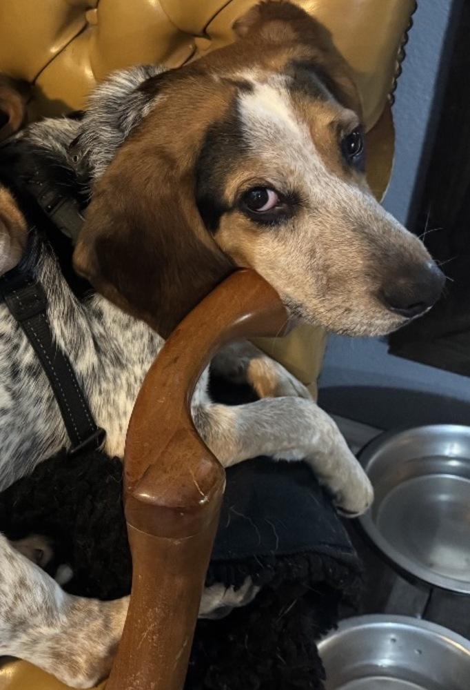 Enlarge Bandit, a Adoptable Beagle in harrison city, PA image 2/4