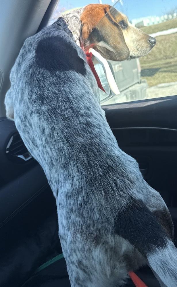 Bandit — thumbnail 3