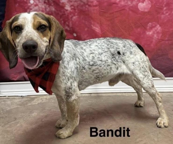 Enlarge Bandit, a Adoptable Beagle in harrison city, PA image 4/4