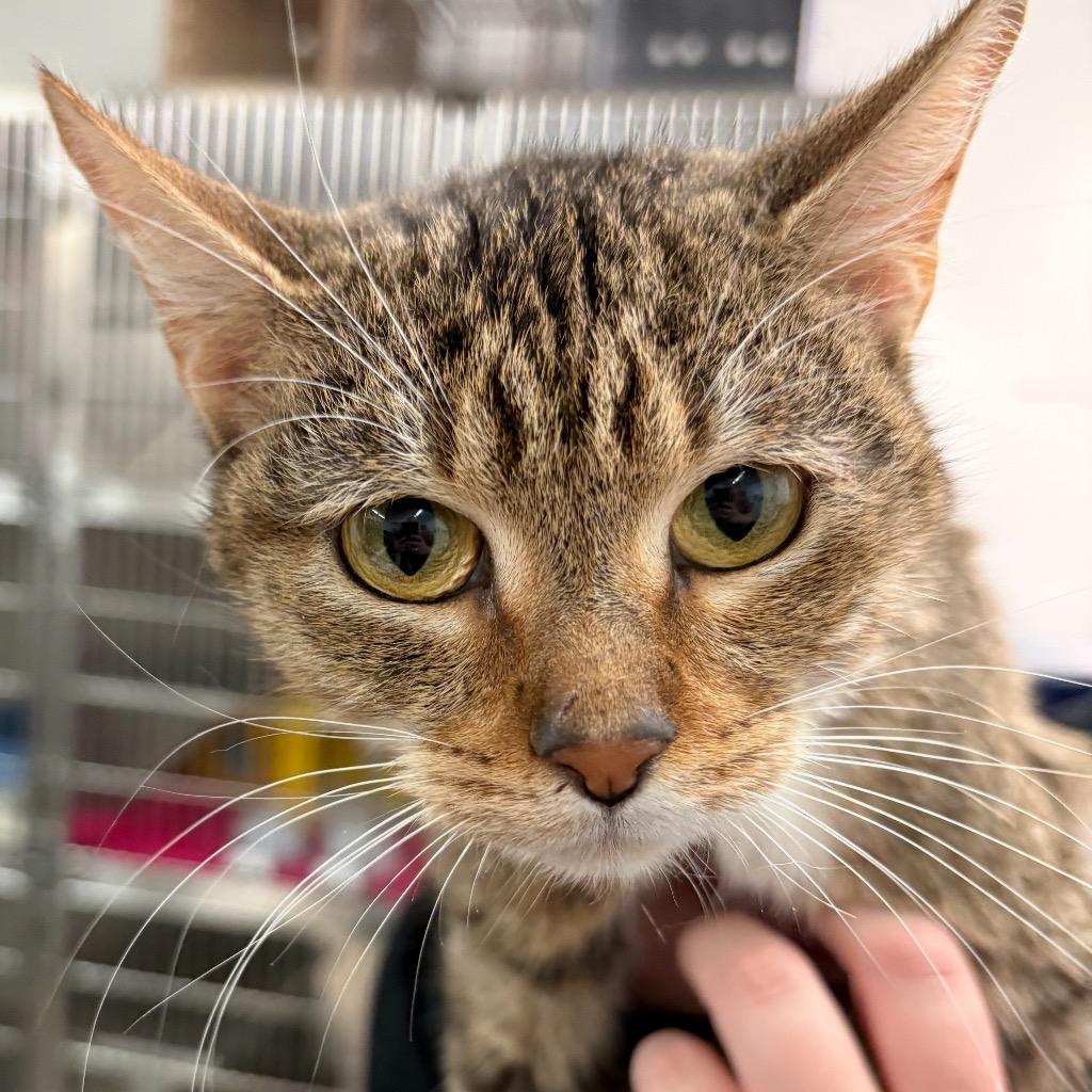 Sunshine, Adoptable, Adult Female Domestic Short Hair.