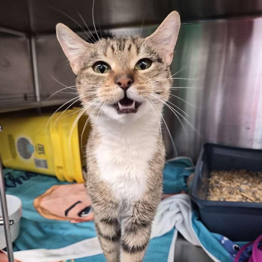 Enlarge Sunshine, a Adoptable Domestic Short Hair in Manhattan, KS image 2/4