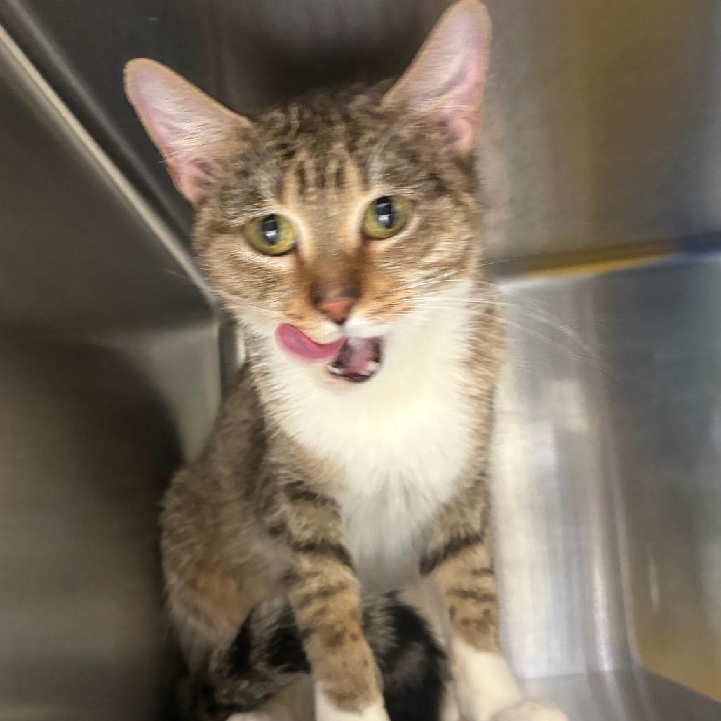 Enlarge Sunshine, a Adoptable Domestic Short Hair in Manhattan, KS image 3/4