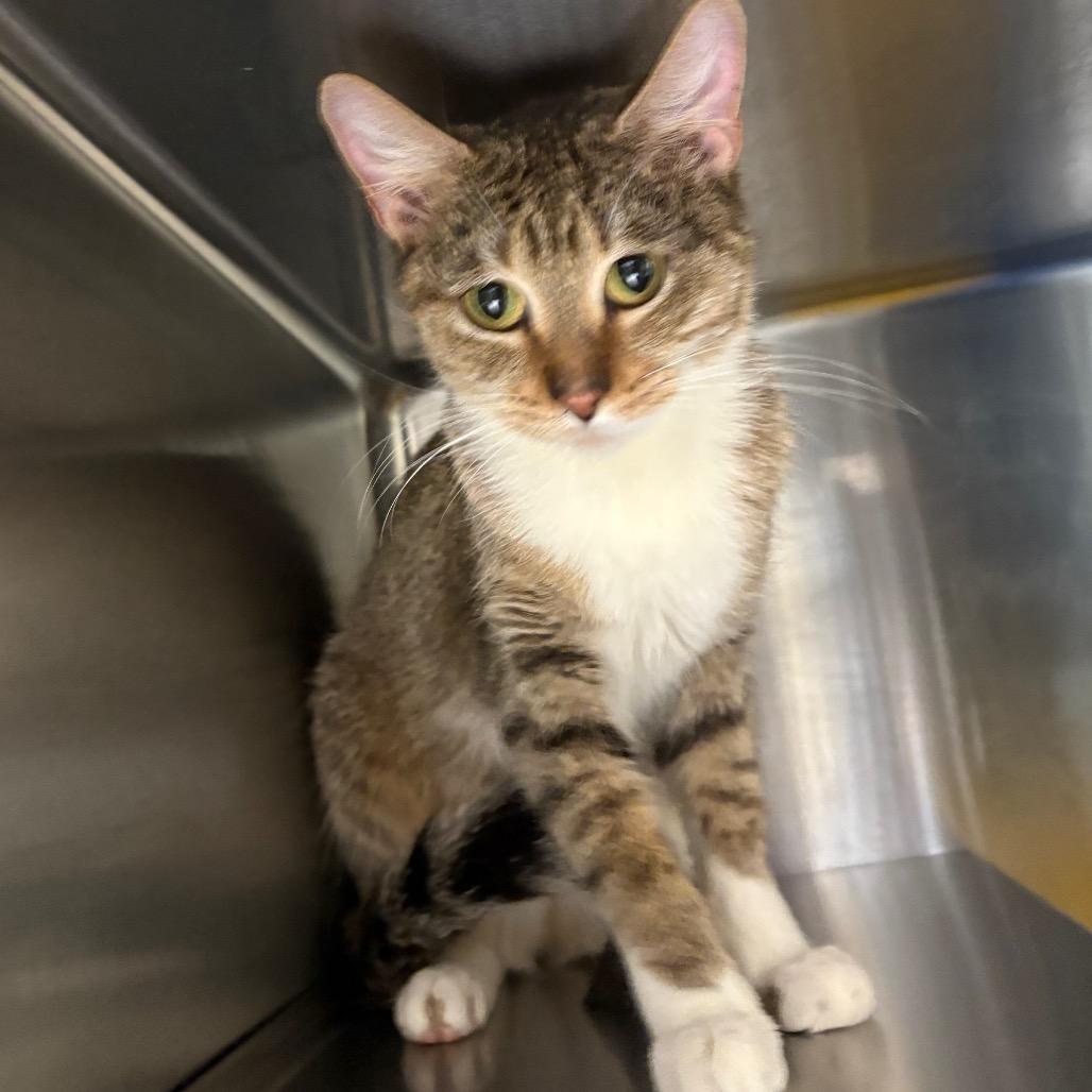 Enlarge Sunshine, a Adoptable Domestic Short Hair in Manhattan, KS image 4/4