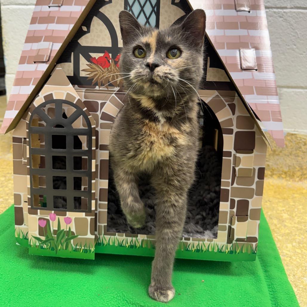 Darla, a Adoptable Domestic Short Hair in Easton, PA image 1/6
