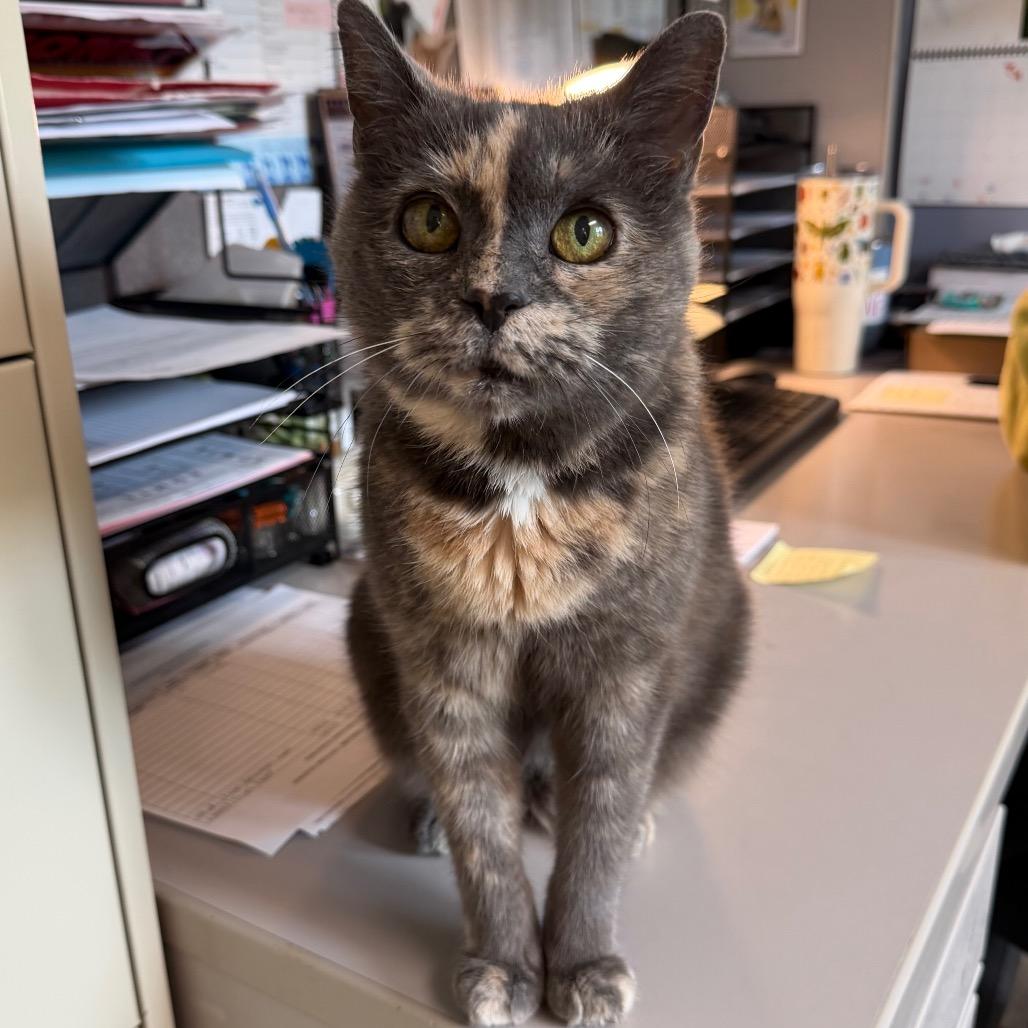 Darla, a Adoptable Domestic Short Hair in Easton, PA image 2/6