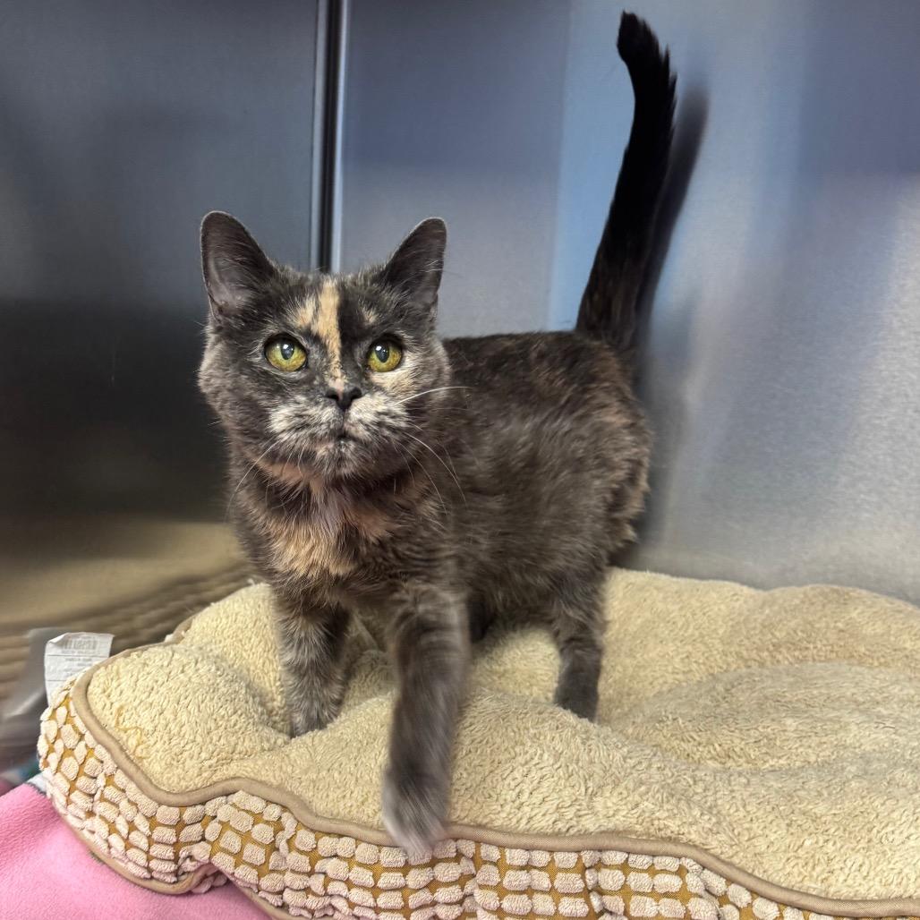 Darla, Adoptable, Senior Female Domestic Short Hair.
