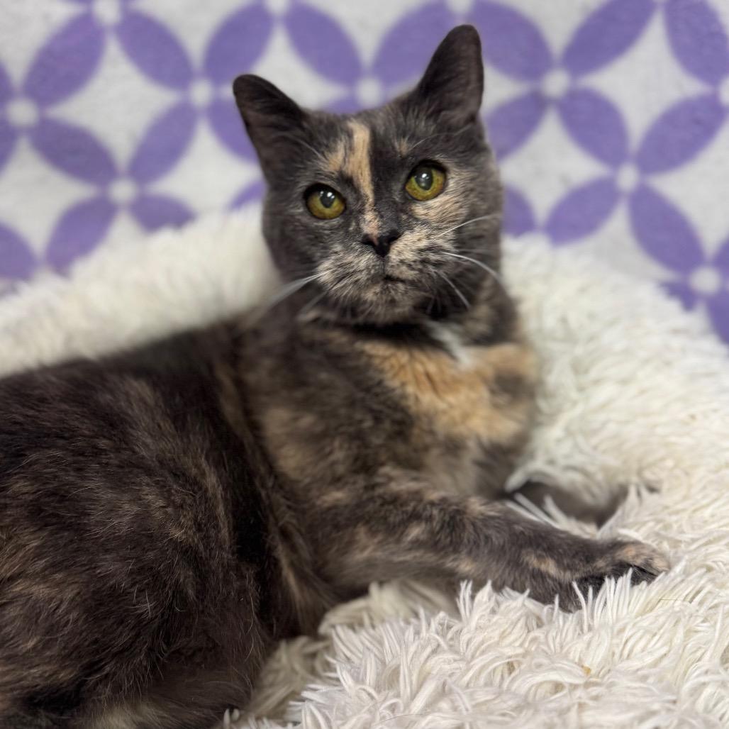 Enlarge Darla, a Adoptable Domestic Short Hair in Easton, PA image 2/6