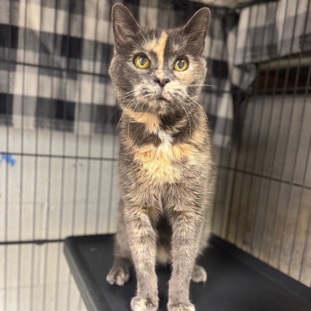 Enlarge Darla, a Adoptable Domestic Short Hair in Easton, PA image 3/6