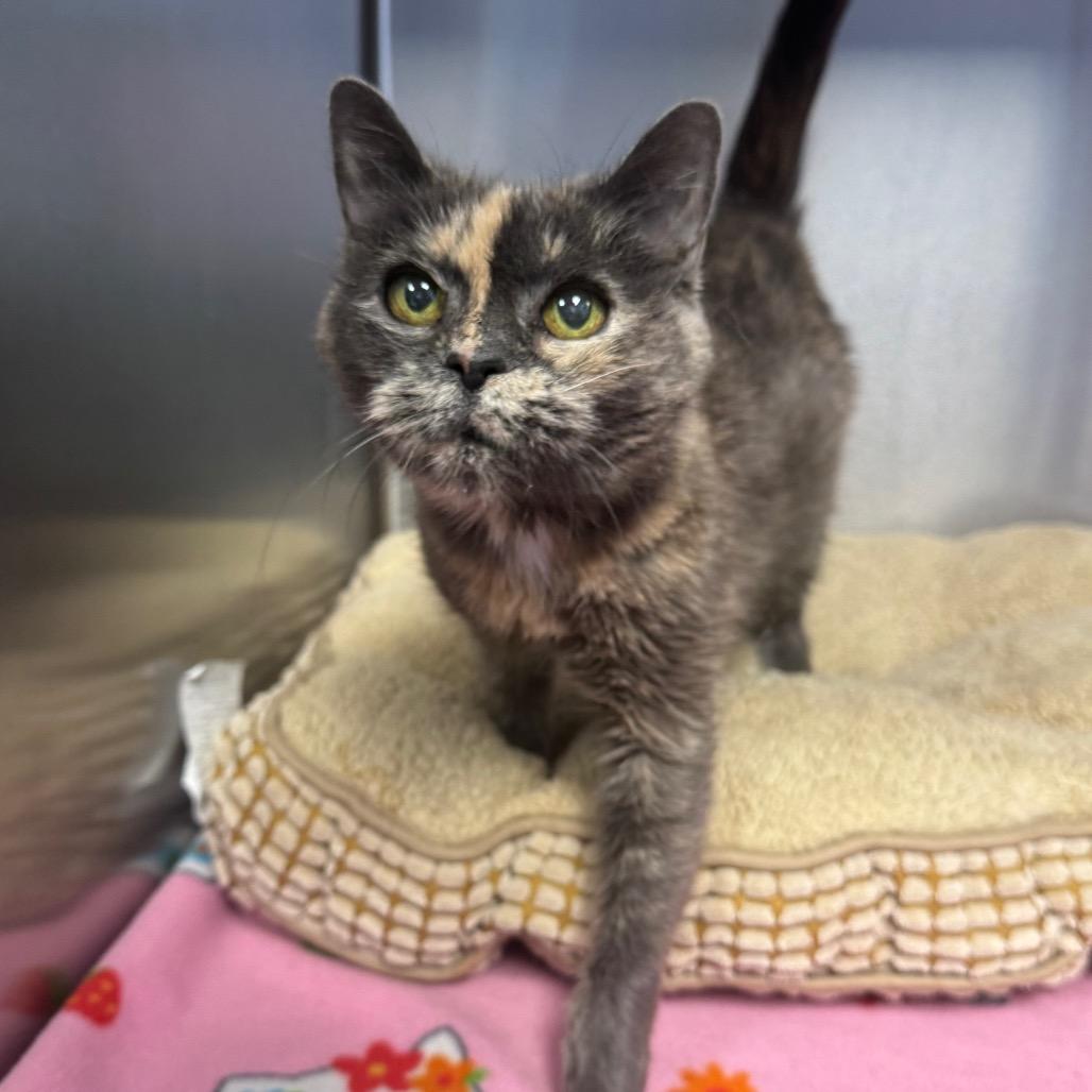 Enlarge Darla, a Adoptable Domestic Short Hair in Easton, PA image 4/6