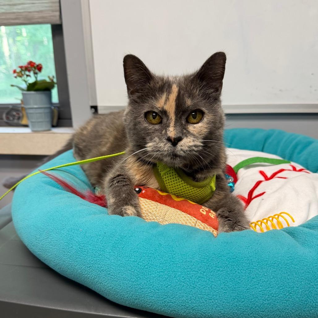 Enlarge Darla, a Adoptable Domestic Short Hair in Easton, PA image 5/6