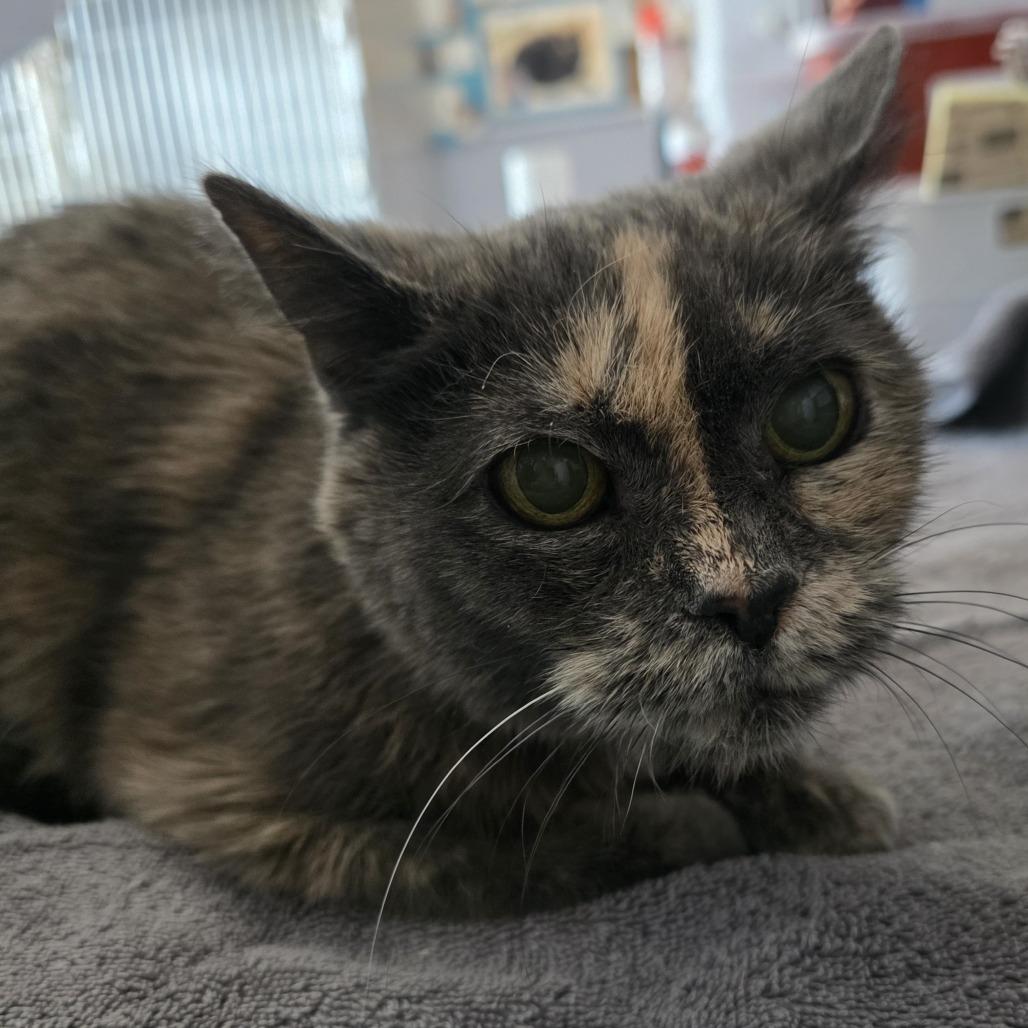 Enlarge Darla, a Adoptable Domestic Short Hair in Easton, PA image 5/6