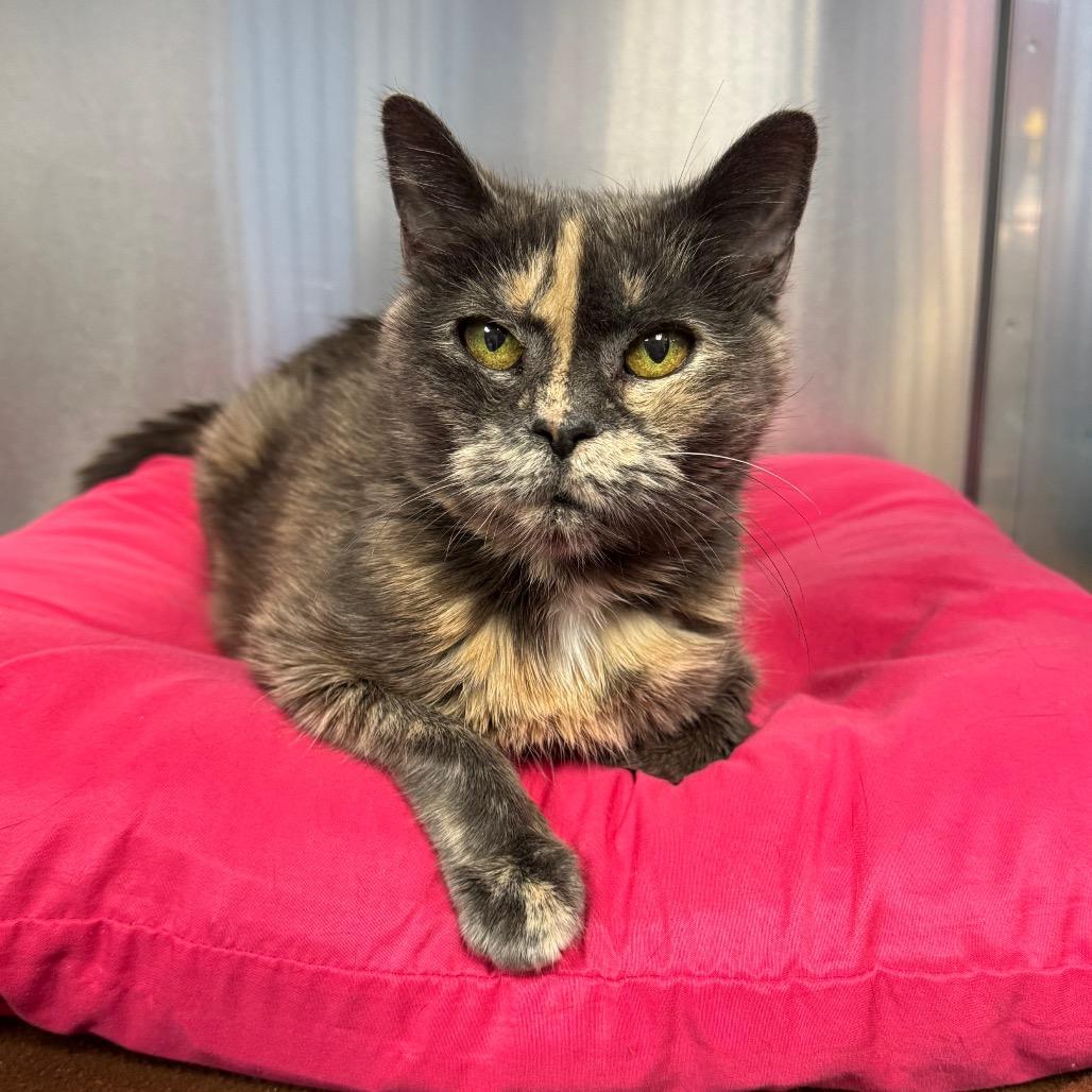 Enlarge Darla, a Adoptable Domestic Short Hair in Easton, PA image 6/6