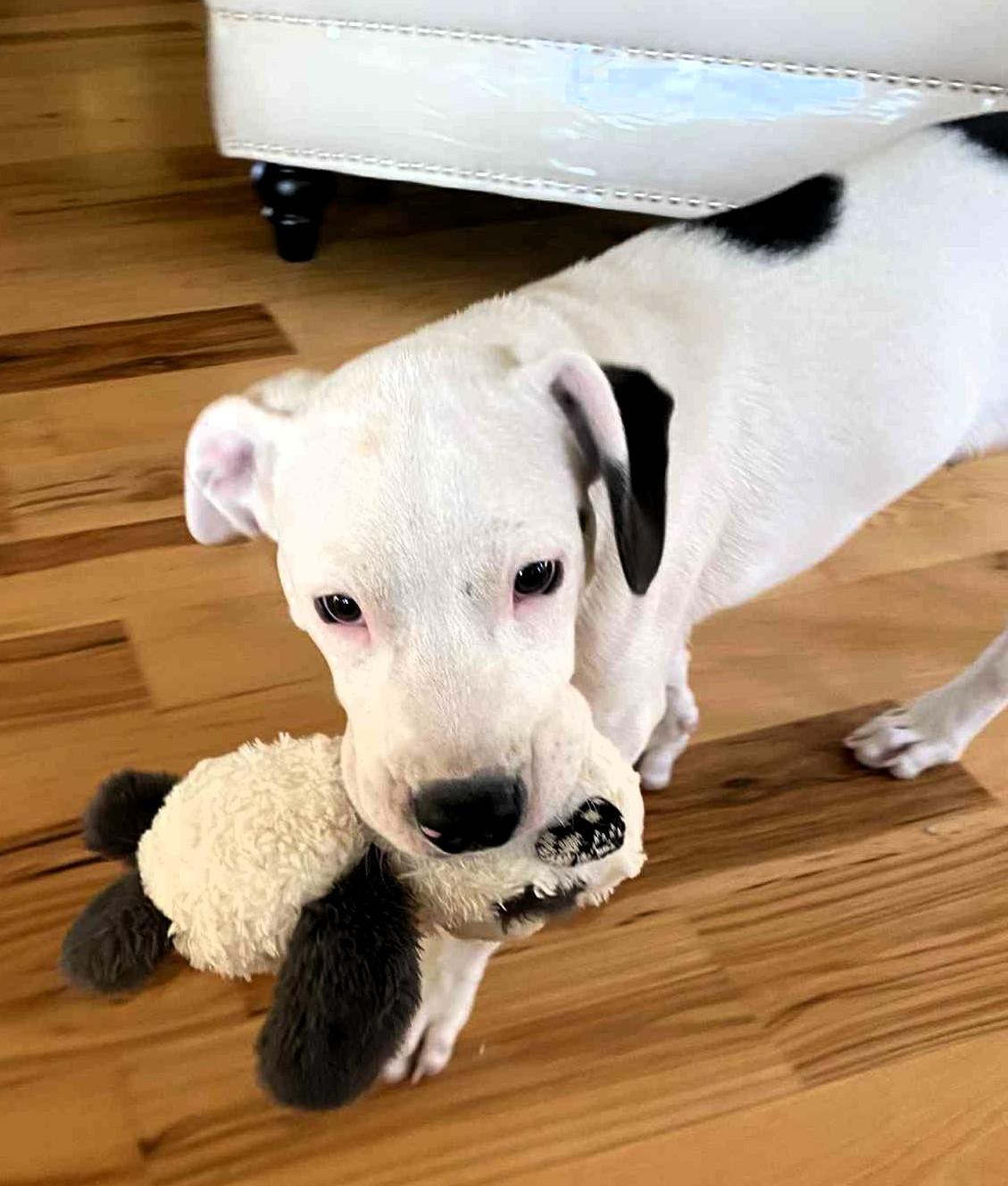 Enlarge Oreo, a Adopted Mixed Breed in Windsor, MO image 2/6