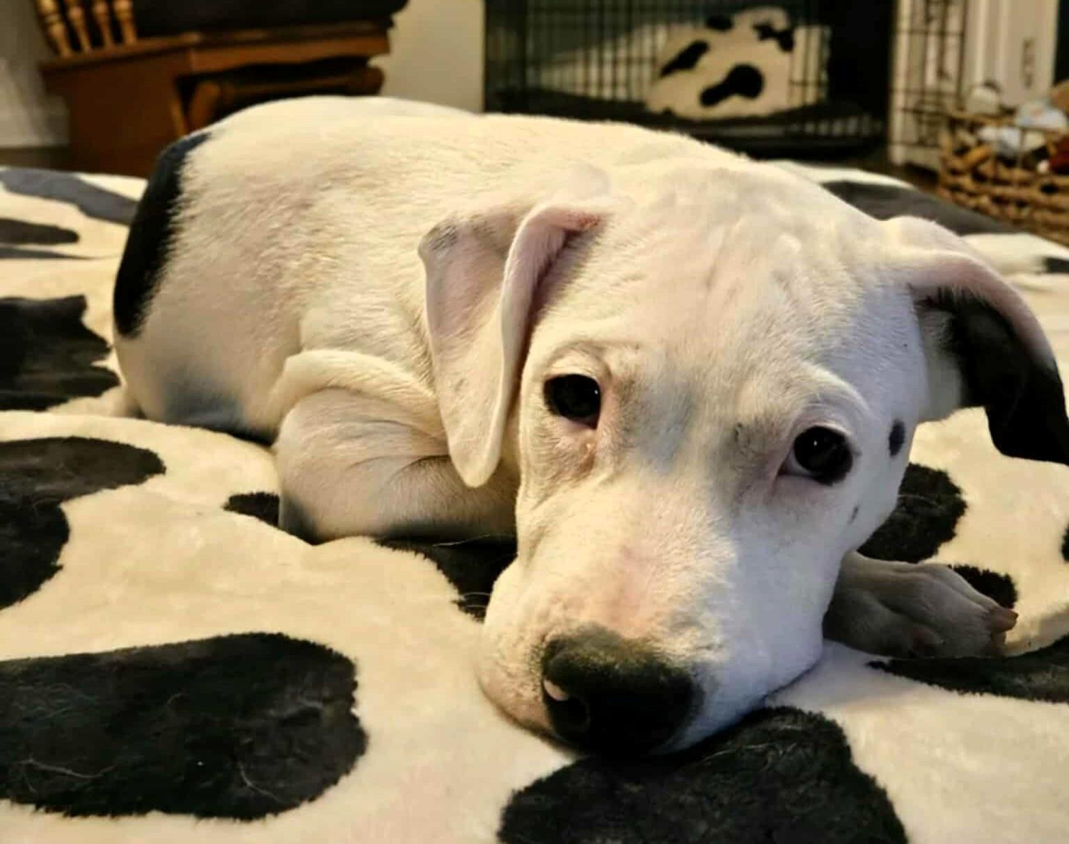 Enlarge Oreo, a Adopted Mixed Breed in Windsor, MO image 3/6