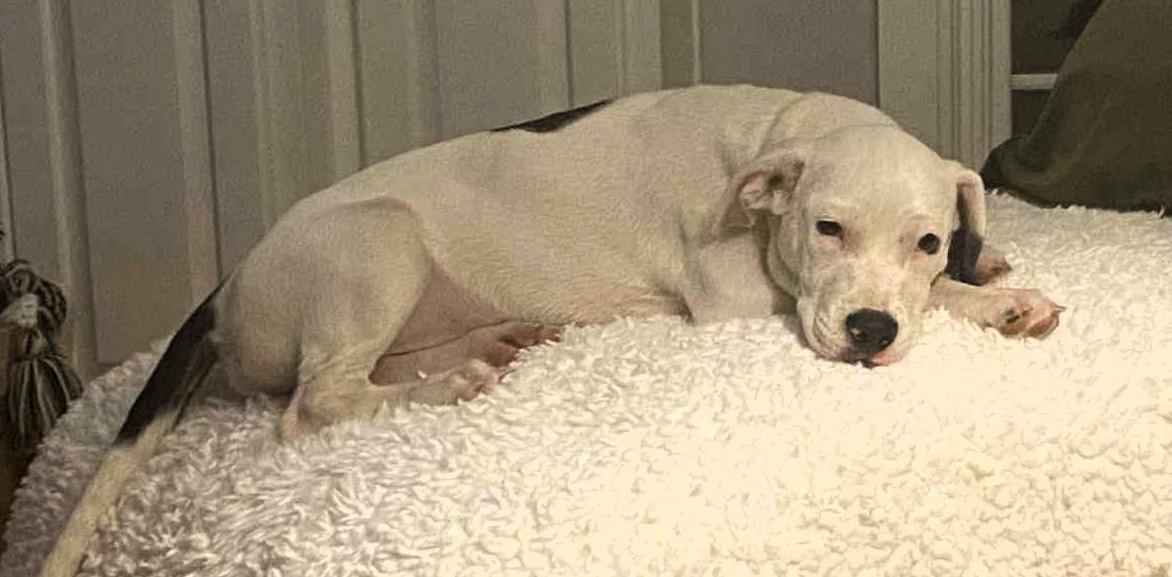 Enlarge Oreo, a Adopted Mixed Breed in Windsor, MO image 4/6