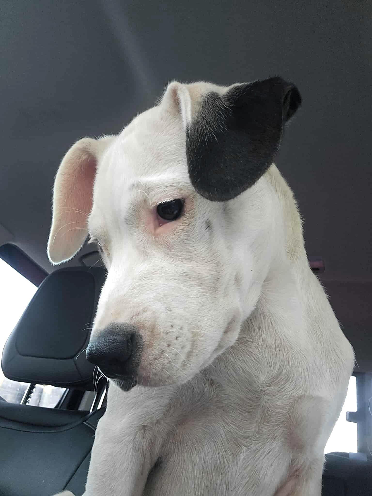 Enlarge Oreo, a Adopted Mixed Breed in Windsor, MO image 6/6