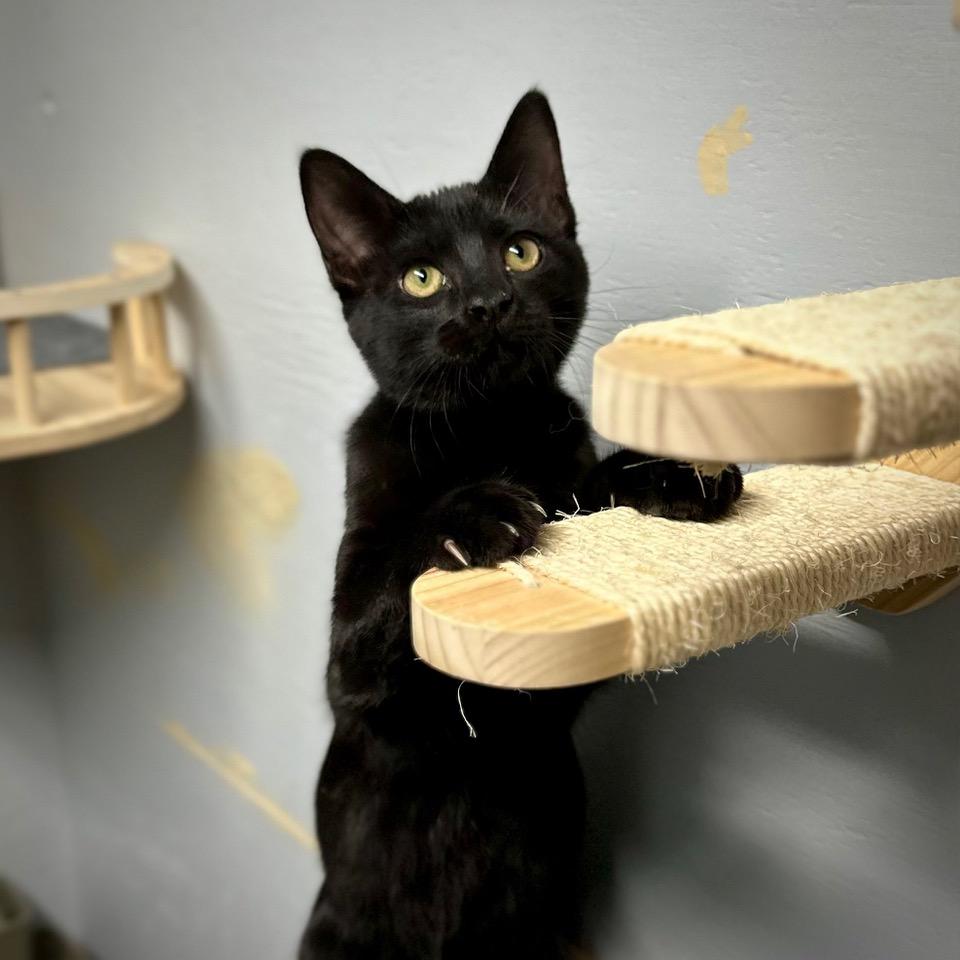 Kylo, an adopted Domestic Short Hair in Tulsa, OK image 2/6