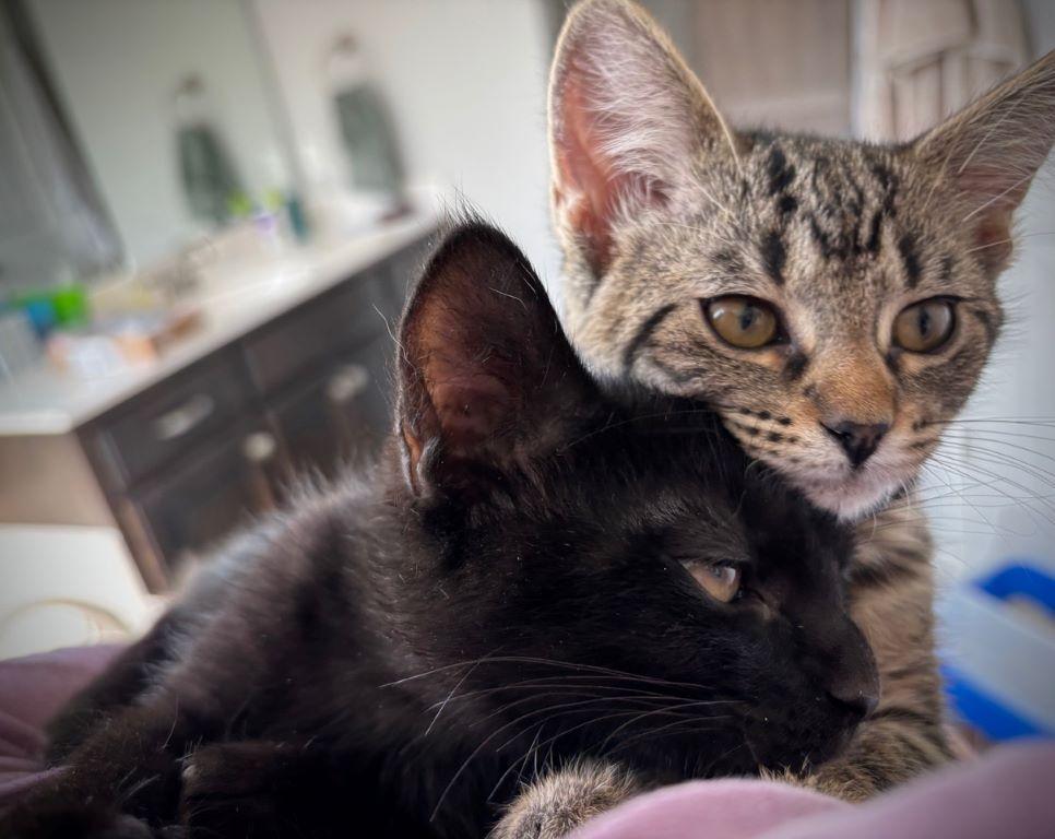 Kylo, an adopted Domestic Short Hair in Tulsa, OK image 6/6