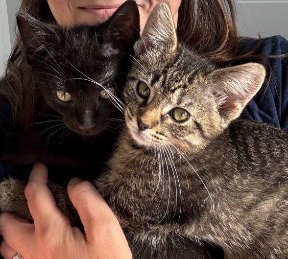 Kylo, an adopted Domestic Short Hair in Tulsa, OK image 5/6