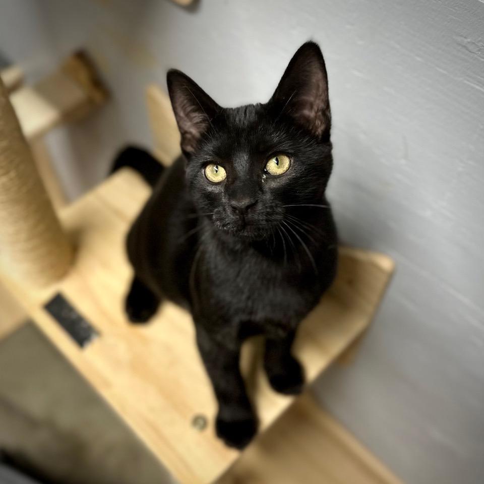 Kylo, an adopted Domestic Short Hair in Tulsa, OK image 1/6